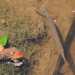 Spotted Pike-characin, photo 9