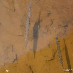 Spotted Pike-characin, photo 10