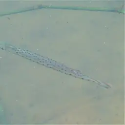 Spotted Pike-characin, photo 11