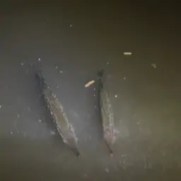 Spotted Pike-characin, photo 12