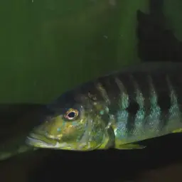 Giant Cichlid, photo 2