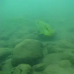 Giant Cichlid, photo 3