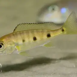 Giant Cichlid, photo 4