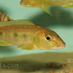 Giant Cichlid, photo 5