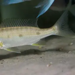 Giant Cichlid, photo 6