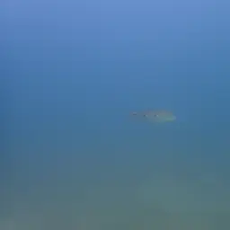 Giant Cichlid, photo 7