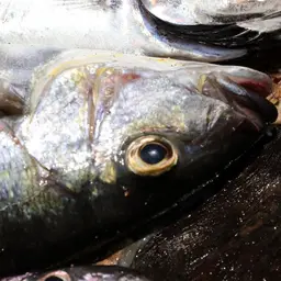 Giant Cichlid, photo 9