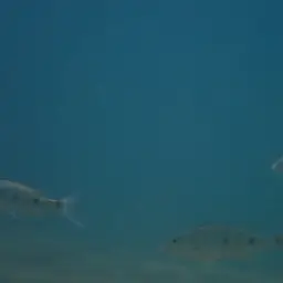 Giant Cichlid, photo 10
