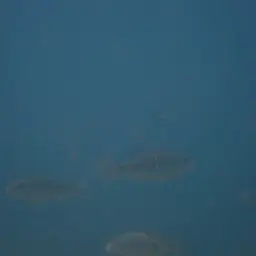 Giant Cichlid, photo 11