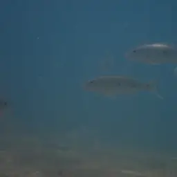 Giant Cichlid, photo 12