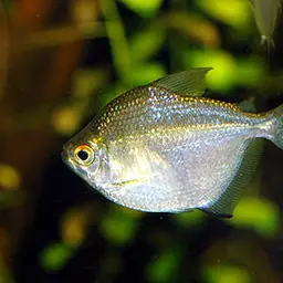 Discus Tetra, photo 1