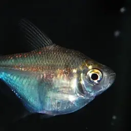Discus Tetra, photo 2