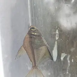 Discus Tetra, photo 3