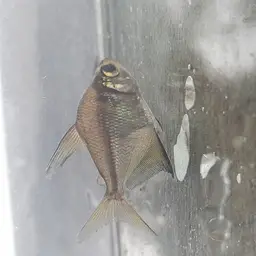 Discus Tetra, photo 4