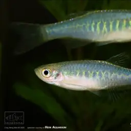 Slender Danio, photo 1