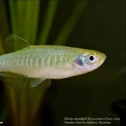Slender Danio, photo 2