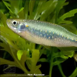 Slender Danios, photo 4