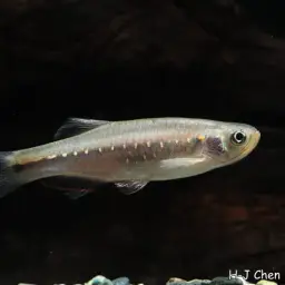 Slender Danios, photo 2