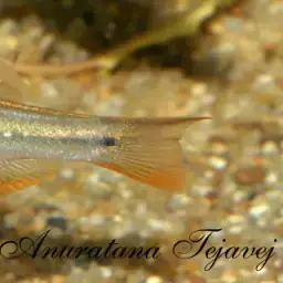 Slender Danios, photo 5