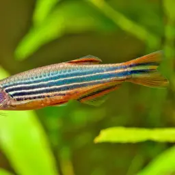 Slender Danios, photo 3