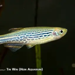 Slender Danios, photo 1