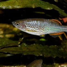 Slender Danios, photo 4