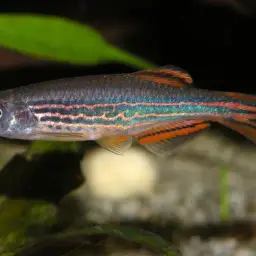 Slender Danios, photo 6
