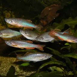 Slender Danios, photo 7