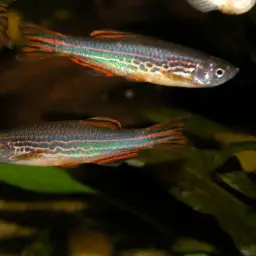 Slender Danios, photo 8