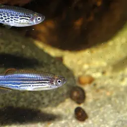 Slender Danios, photo 10