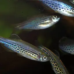 Slender Danios, photo 11