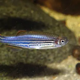 Slender Danios, photo 2