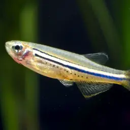Spotted Danio, photo 3