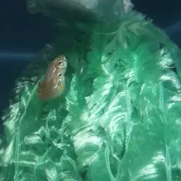 Spotted Danio, photo 4