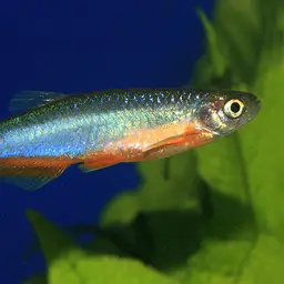 Purple Passion Danio, photo 3