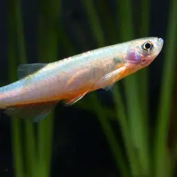 Purple Passion Danio, photo 1