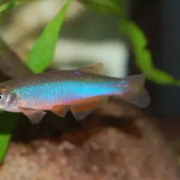 Purple Passion Danio, photo 2