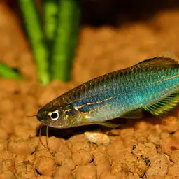 Slender Danios, photo 1