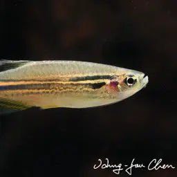 Slender Danios, photo 2