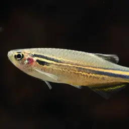Slender Danios, photo 3