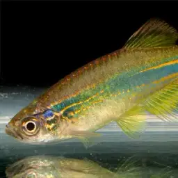 Slender Danios, photo 4