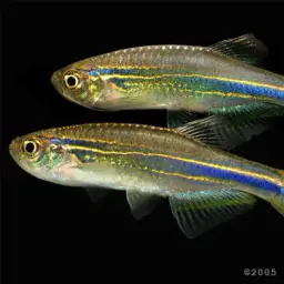 Slender Danios, photo 5
