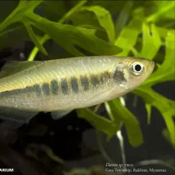 Slender Danio, photo 1
