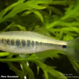 Slender Danio, photo 2
