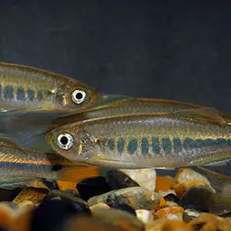 Slender Danio, photo 3