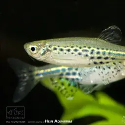 Slender Danio, photo 2