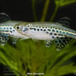 Slender Danio, photo 3