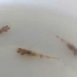 Goldenbanded Goby, photo 2