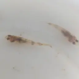 Goldenbanded Goby, photo 3