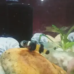 Bumblebee Goby
